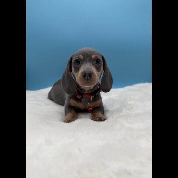 Dachshund (Miniature Smooth Haired)