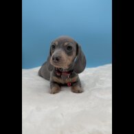 Dachshund (Miniature Smooth Haired)