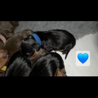 Dachshund (Miniature Smooth Haired)