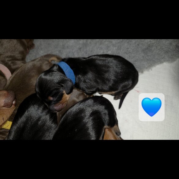 Dachshund (Miniature Smooth Haired)