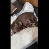 Dachshund (Miniature Smooth Haired)