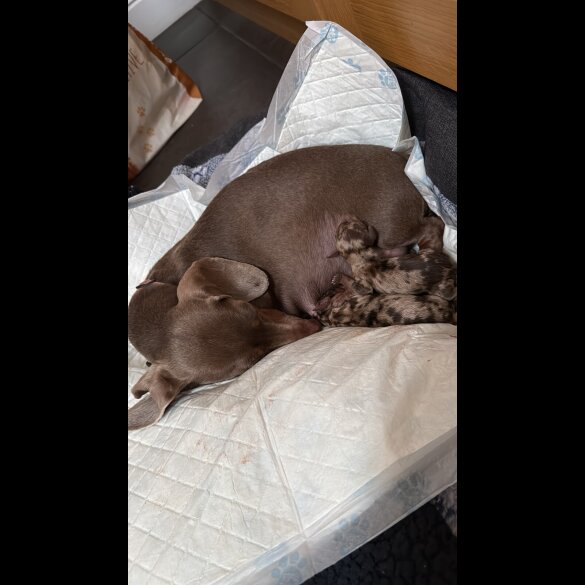 Dachshund (Miniature Smooth Haired)