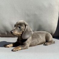 Dachshund (Miniature Smooth Haired)