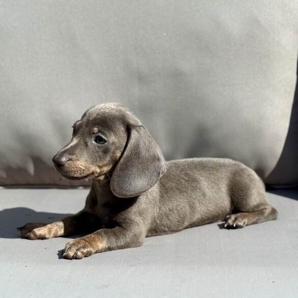 Dachshund (Miniature Smooth Haired)