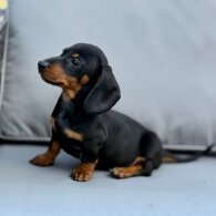 Dachshund (Miniature Smooth Haired)
