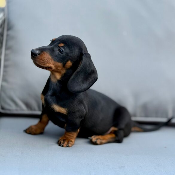 Dachshund (Miniature Smooth Haired)