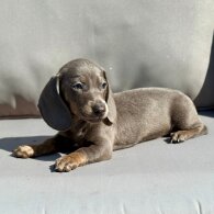 Dachshund (Miniature Smooth Haired)