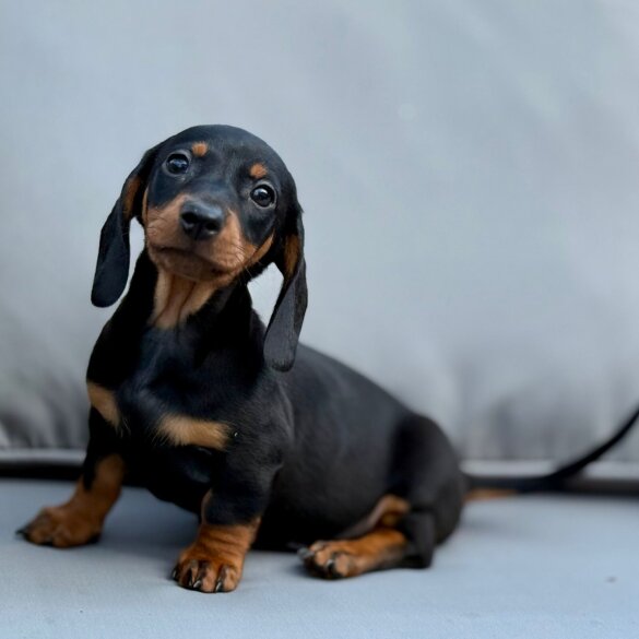 Dachshund (Miniature Smooth Haired)