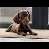 Dachshund (Miniature Smooth Haired)