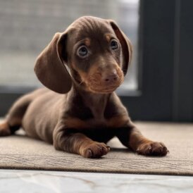 Dachshund (Miniature Smooth Haired)