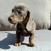 Dachshund (Miniature Smooth Haired)