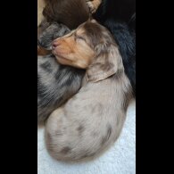 Dachshund (Miniature Long Haired)