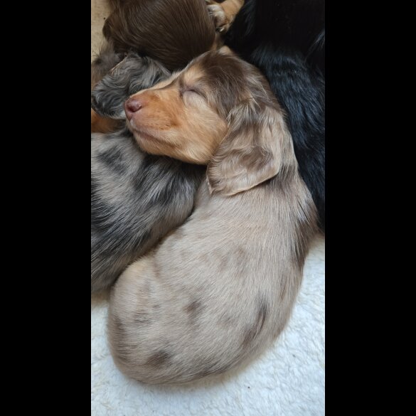 Dachshund (Miniature Long Haired)