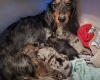 Dachshund (Miniature Long Haired)