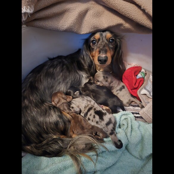 Dachshund (Miniature Long Haired)