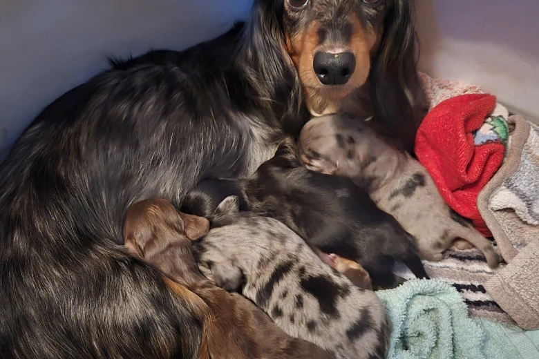 Dachshund (Miniature Long Haired)
