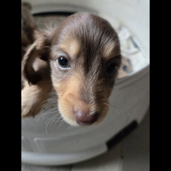 Dachshund (Miniature Long Haired)