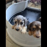 Dachshund (Miniature Long Haired)