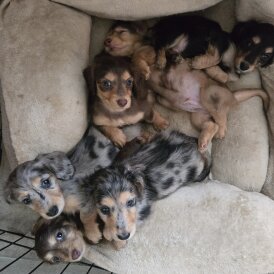 Dachshund (Miniature Long Haired)