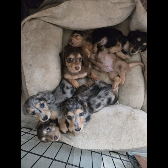Dachshund (Miniature Long Haired)