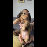 Dachshund (Miniature Long Haired)