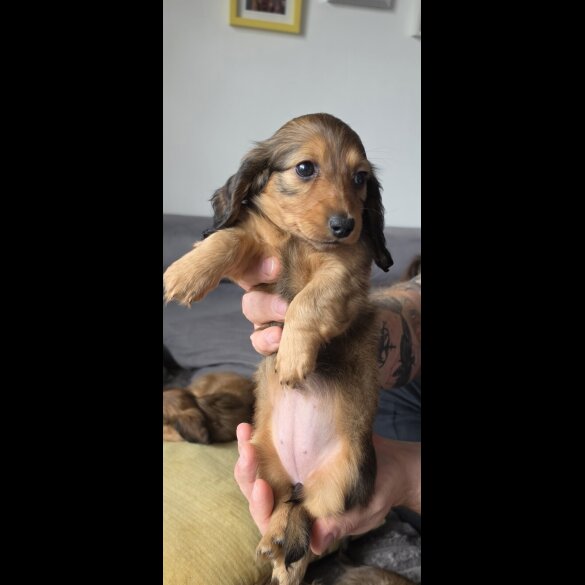 Dachshund (Miniature Long Haired)