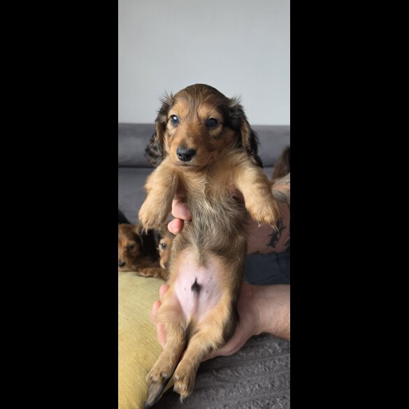 Dachshund (Miniature Long Haired)