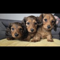 Dachshund (Miniature Long Haired)