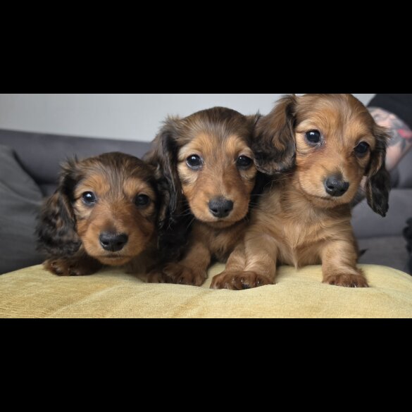 Dachshund (Miniature Long Haired)