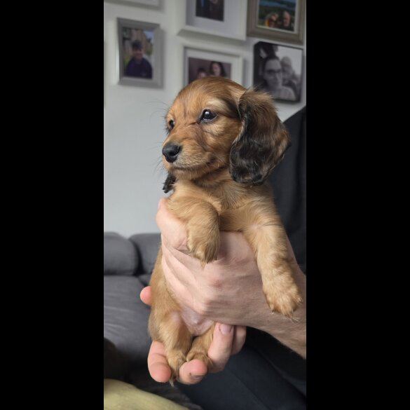 Dachshund (Miniature Long Haired)