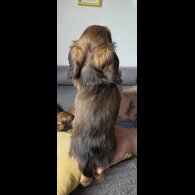 Dachshund (Miniature Long Haired)