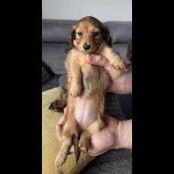 Dachshund (Miniature Long Haired)