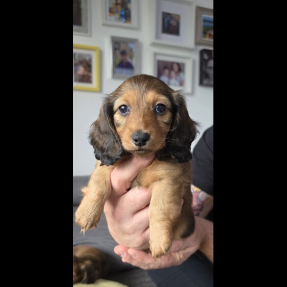 Dachshund (Miniature Long Haired)