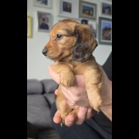 Dachshund (Miniature Long Haired)