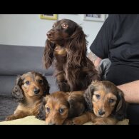 Dachshund (Miniature Long Haired)