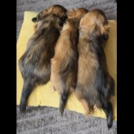 Dachshund (Miniature Long Haired)