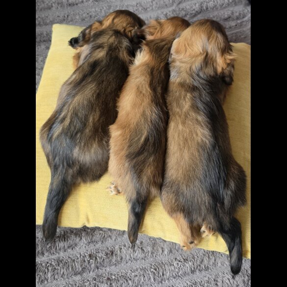 Dachshund (Miniature Long Haired)