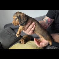 Dachshund (Miniature Long Haired)