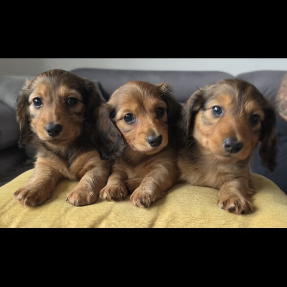 Dachshund (Miniature Long Haired)