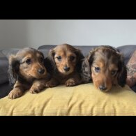 Dachshund (Miniature Long Haired)