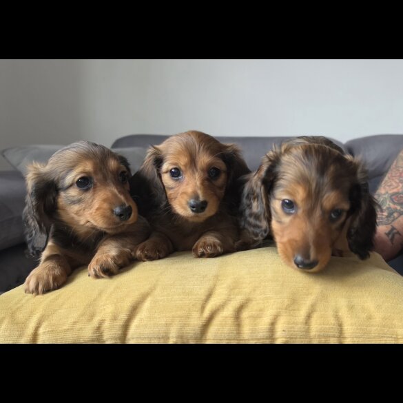 Dachshund (Miniature Long Haired)