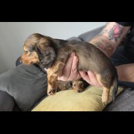 Dachshund (Miniature Long Haired)