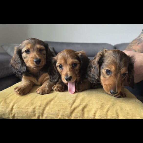 Dachshund (Miniature Long Haired)