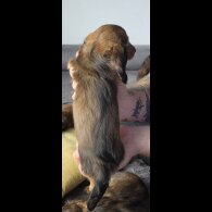 Dachshund (Miniature Long Haired)