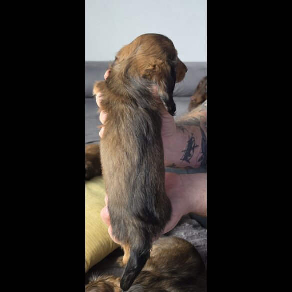 Dachshund (Miniature Long Haired)