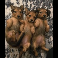 Dachshund (Miniature Long Haired)