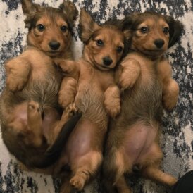 Dachshund (Miniature Long Haired)