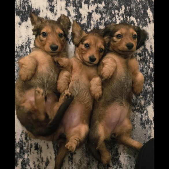 Dachshund (Miniature Long Haired)