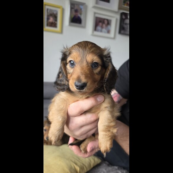 Dachshund (Miniature Long Haired)