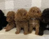 Miniature Poodle